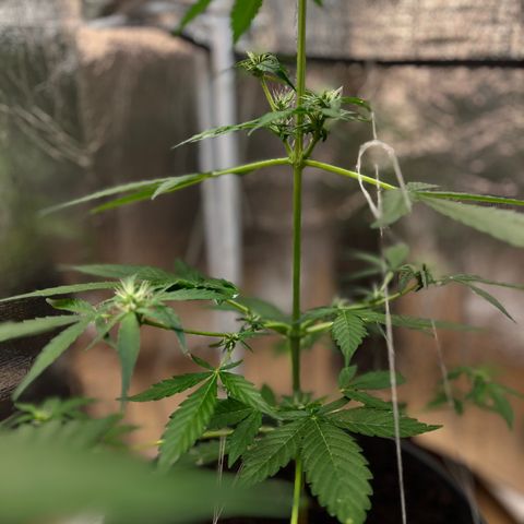Bella Blue growlog photo: Flower Power 