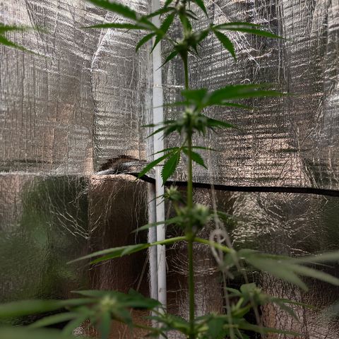Bella Blue growlog photo: Flower Power 