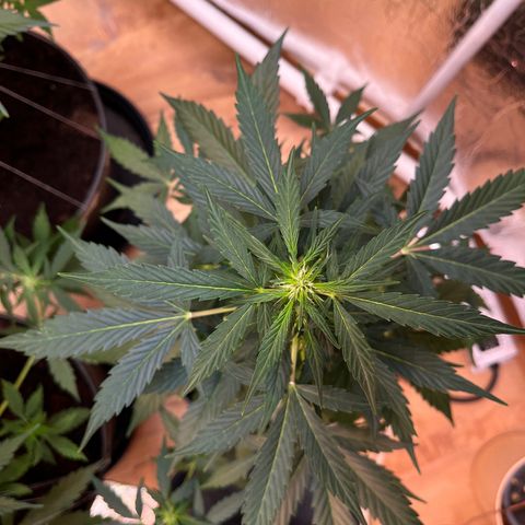Renate growlog photo: Flower Power Cali Strain