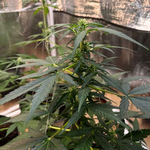 Renate growlog photo: Flower Power Cali Strain