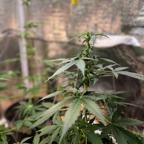 Renate growlog photo: Flower Power Cali Strain
