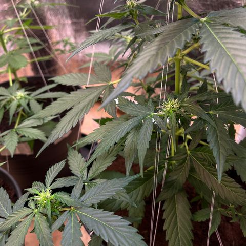 Renate growlog photo: Flower Power Cali Strain