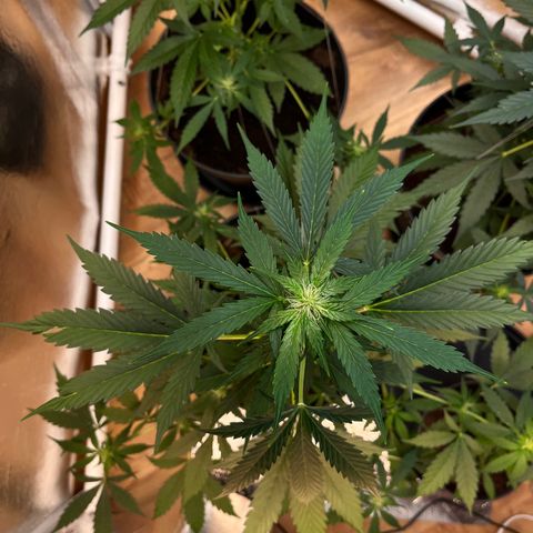 Radical Russian growlog photo: Cloud nine high