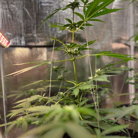 Radical Russian growlog photo: Cloud nine high