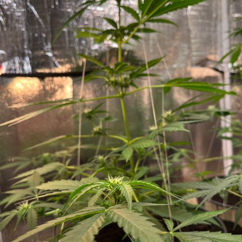 Radical Russian growlog photo: Cloud nine high