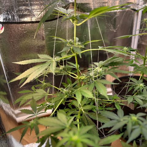 Radical Russian growlog photo: Cloud nine high