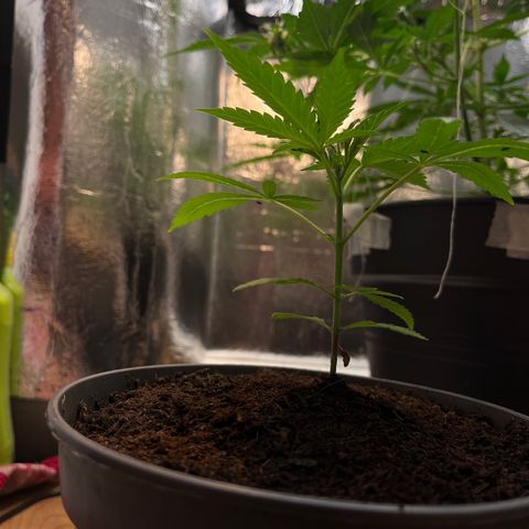 Ashley Ash growlog photo: Slowly coming
