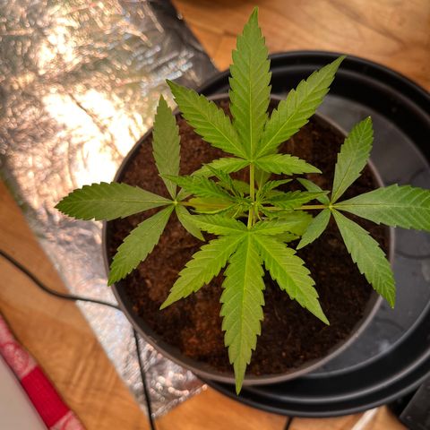 Ashley Ash growlog photo: Slowly coming