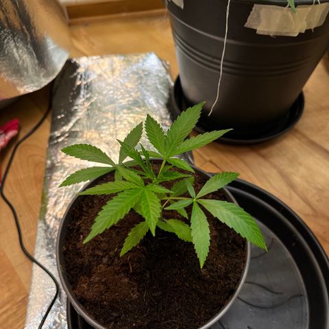 Ashley Ash growlog photo: Slowly coming