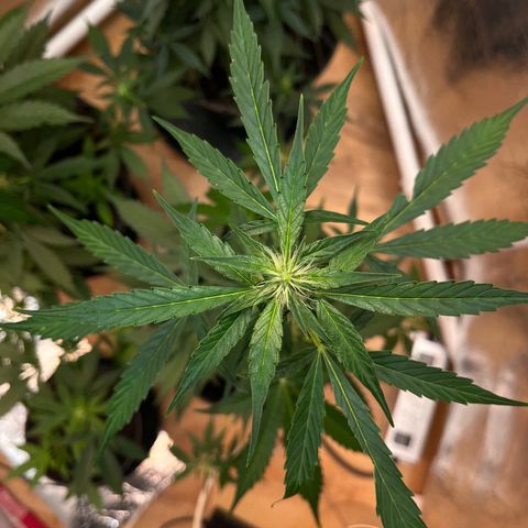Bella Blue growlog photo: The fastest one (early was the slowest)
