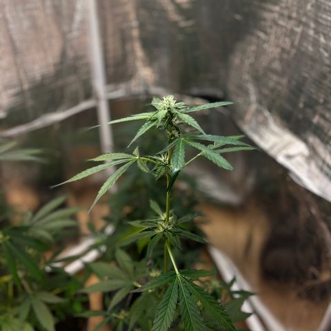 Bella Blue growlog photo: The fastest one (early was the slowest)