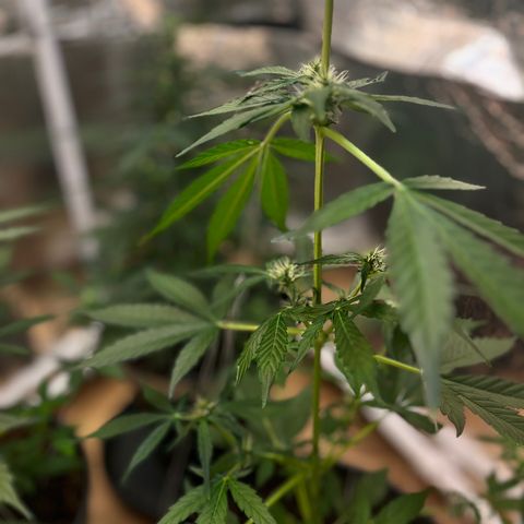Bella Blue growlog photo: The fastest one (early was the slowest)