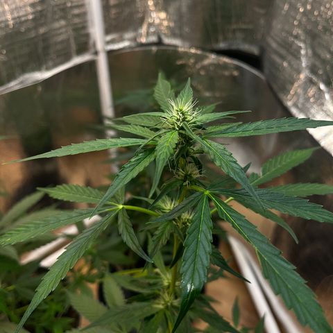 Bella Blue growlog photo: The fastest one (early was the slowest)