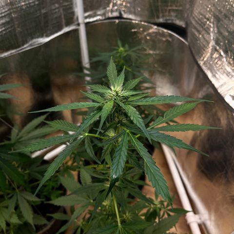 Bella Blue growlog photo: The fastest one (early was the slowest)