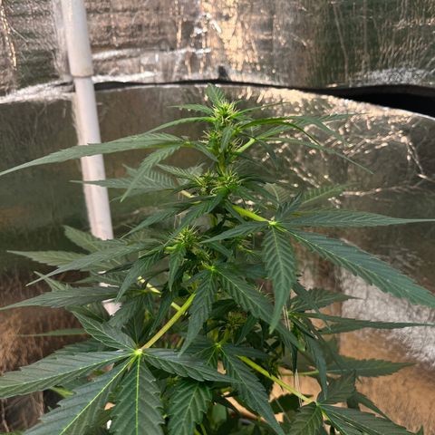Renate growlog photo: Dark green 