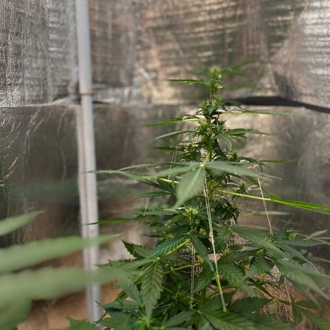 Renate growlog photo: Dark green 