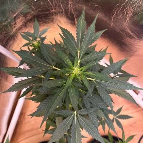 Renate growlog photo: Dark green 