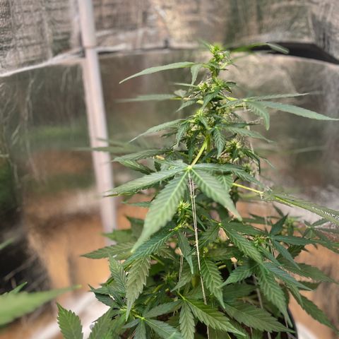 Renate growlog photo: Dark green 