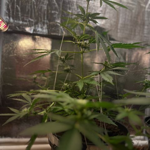 Radical Russian growlog photo: Dr. Tentaculus