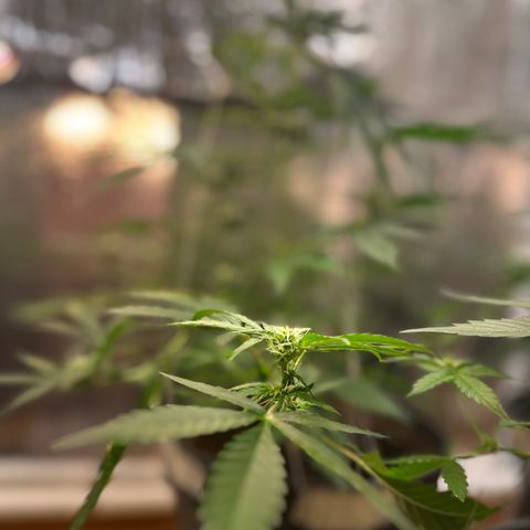 Radical Russian growlog photo: Dr. Tentaculus