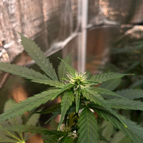 Radical Russian growlog photo: Dr. Tentaculus