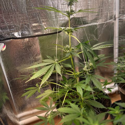 Radical Russian growlog photo: Dr. Tentaculus