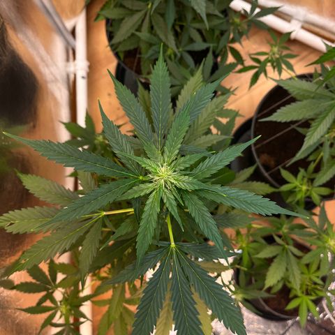 Radical Russian growlog photo: Dr. Tentaculus