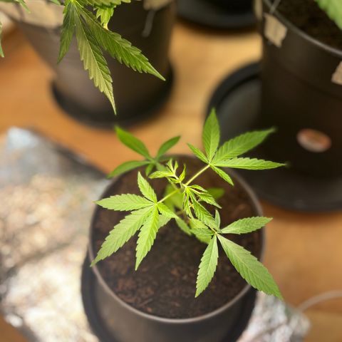 Ashley Ash growlog photo: I’ll be ready for first topping