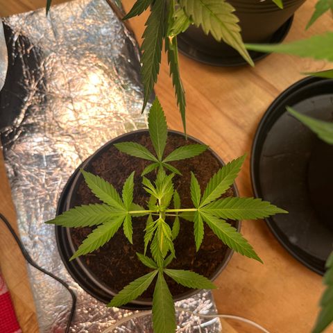 Ashley Ash growlog photo: I’ll be ready for first topping