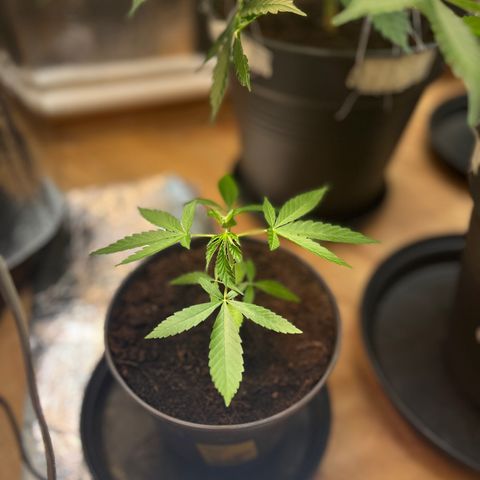 Ashley Ash growlog photo: I’ll be ready for first topping