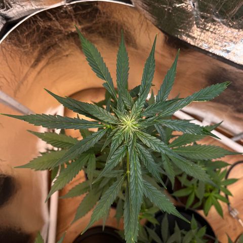 Bella Blue growlog photo: Fruity