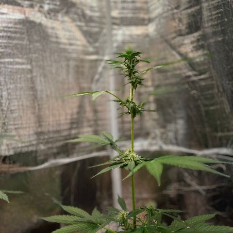 Bella Blue growlog photo: Fruity