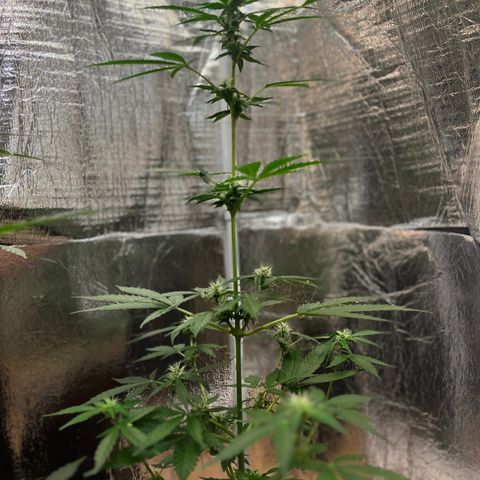 Bella Blue growlog photo: Fruity