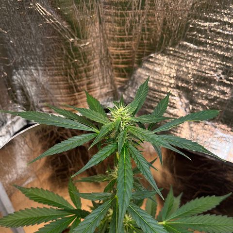 Bella Blue growlog photo: Fruity