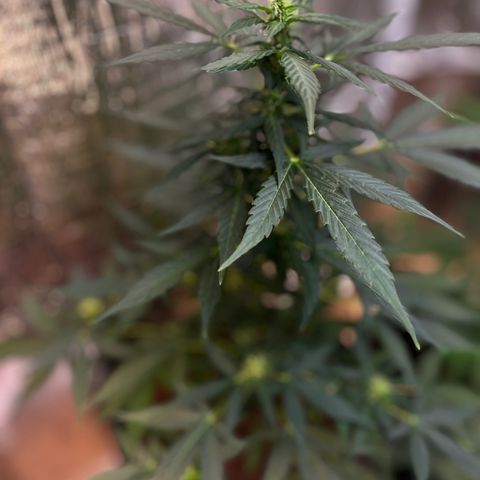 Renate growlog photo: Slowly bud generation 