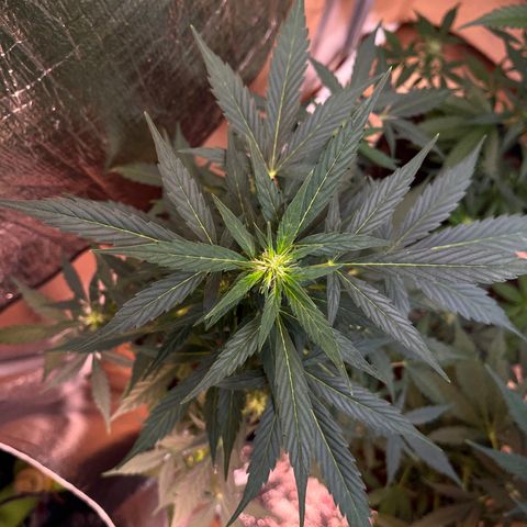 Renate growlog photo: Slowly bud generation 