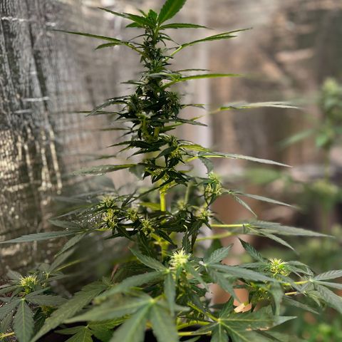 Renate growlog photo: Slowly bud generation 