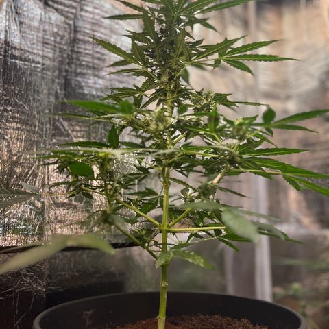 Renate growlog photo: Slowly bud generation 