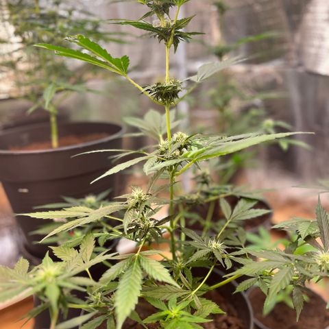 Radical Russian growlog photo: Will be tasty by this smell
