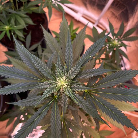 Radical Russian growlog photo: Will be tasty by this smell
