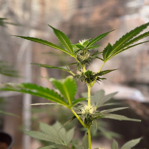 Radical Russian growlog photo: Will be tasty by this smell