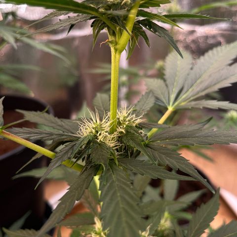 Radical Russian growlog photo: Will be tasty by this smell