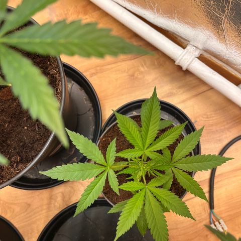 Ashley Ash growlog photo: Motherplant get great