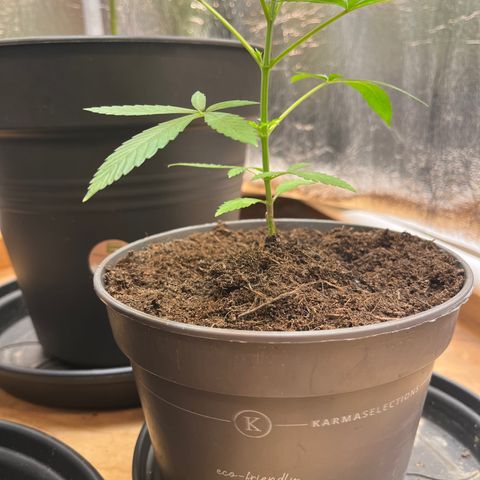 Ashley Ash growlog photo: Motherplant get great