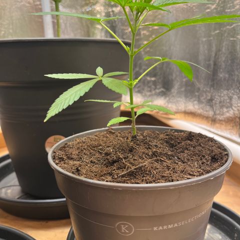 Ashley Ash growlog photo: Motherplant get great