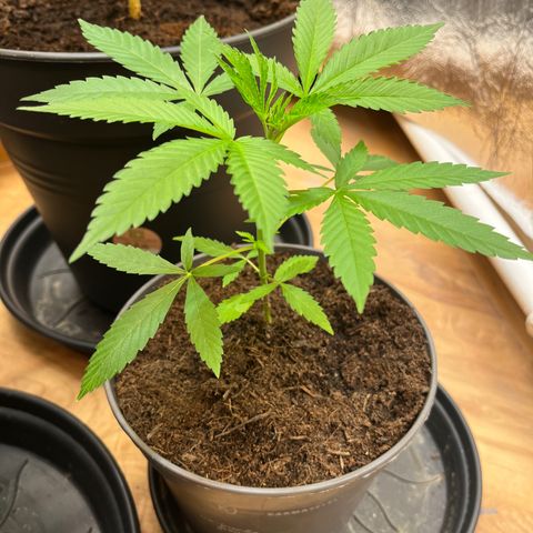 Ashley Ash growlog photo: Motherplant get great