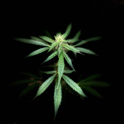 Bella Blue growlog timeline photo