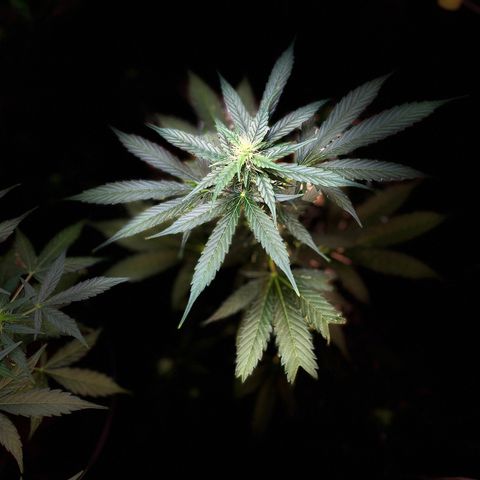 Radical Russian growlog timeline photo