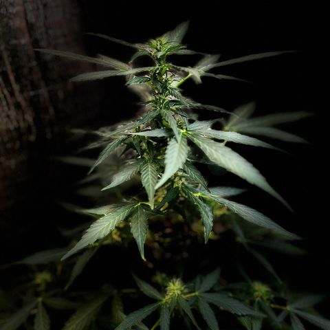 Renate growlog timeline photo