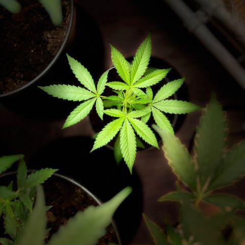 Ashley Ash growlog timeline photo